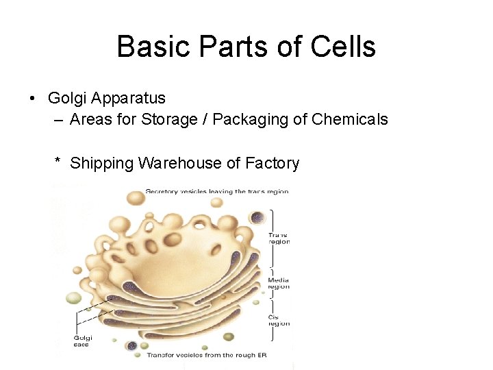 Basic Parts of Cells • Golgi Apparatus – Areas for Storage / Packaging of