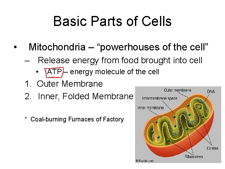 Basic Parts of Cells • Mitochondria – “powerhouses of the cell” – Release energy