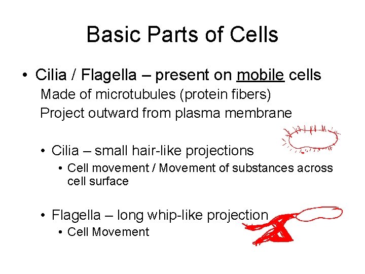 Basic Parts of Cells • Cilia / Flagella – present on mobile cells Made