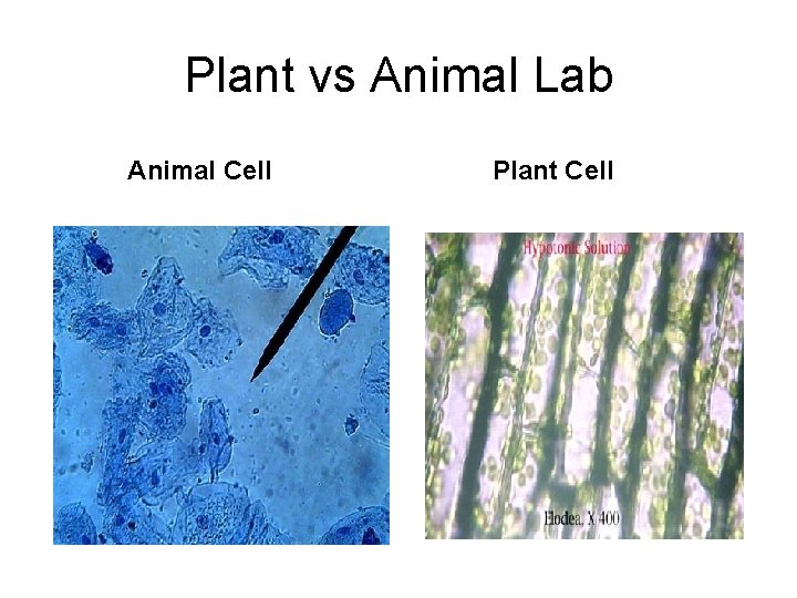 Plant vs Animal Lab Animal Cell Plant Cell 