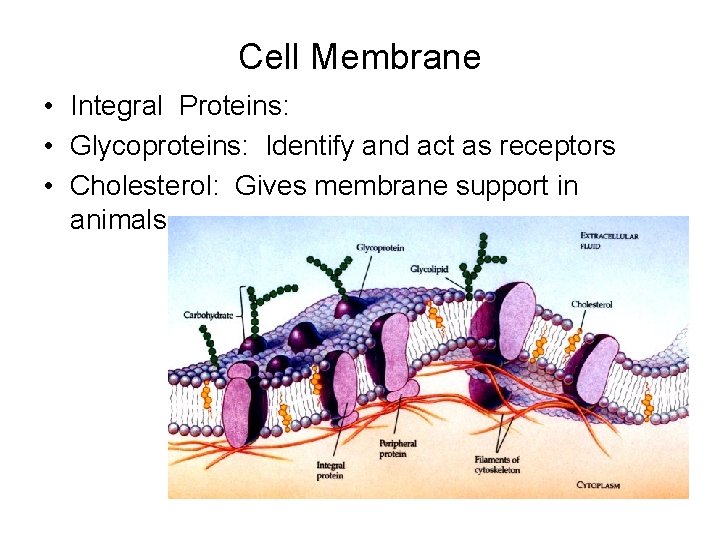 Cell Membrane • Integral Proteins: • Glycoproteins: Identify and act as receptors • Cholesterol: