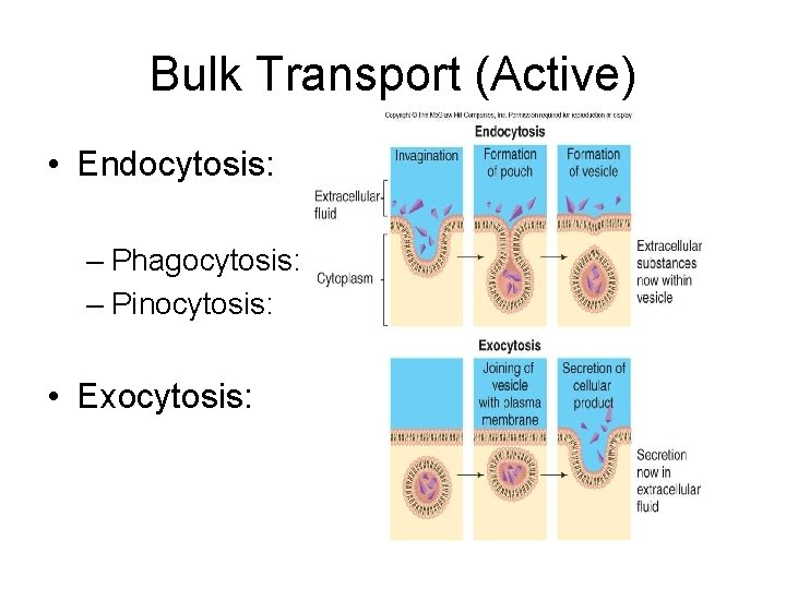 Bulk Transport (Active) • Endocytosis: – Phagocytosis: – Pinocytosis: • Exocytosis: 