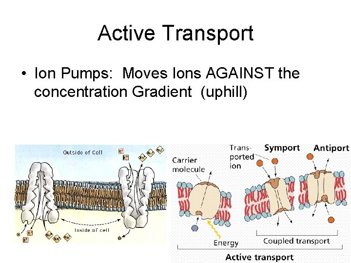 Active Transport • Ion Pumps: Moves Ions AGAINST the concentration Gradient (uphill) 