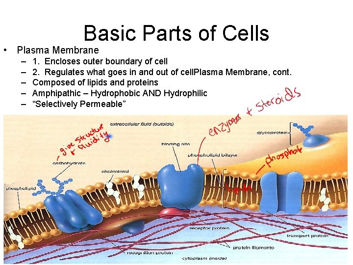 Basic Parts of Cells • Plasma Membrane – – – 1. Encloses outer boundary