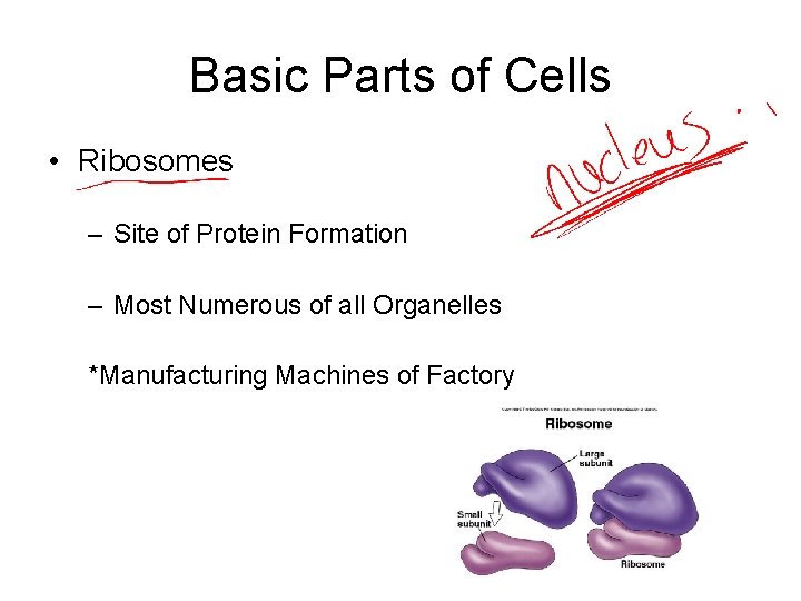 Basic Parts of Cells • Ribosomes – Site of Protein Formation – Most Numerous