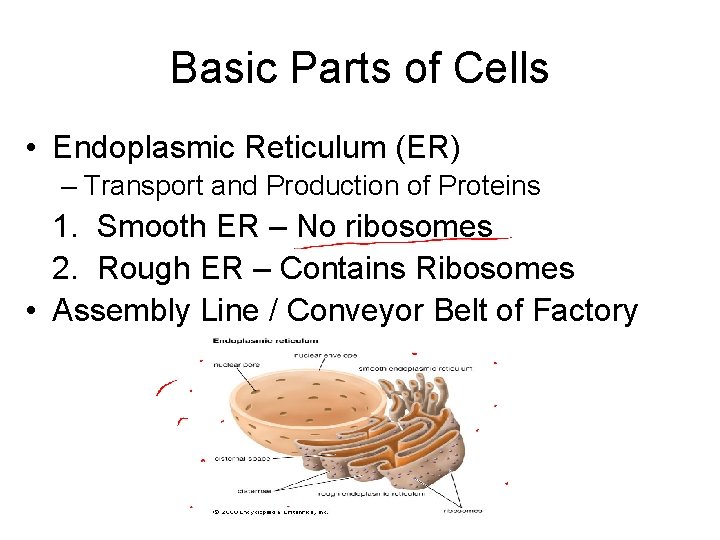 Basic Parts of Cells • Endoplasmic Reticulum (ER) – Transport and Production of Proteins