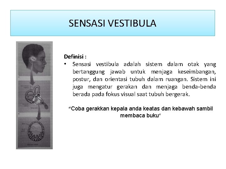 Sensasi vestibula SENSASI VESTIBULA Definisi : • Sensasi vestibula adalah sistem dalam otak yang