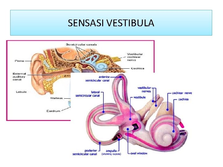 Sensasi vestibula SENSASI VESTIBULA 