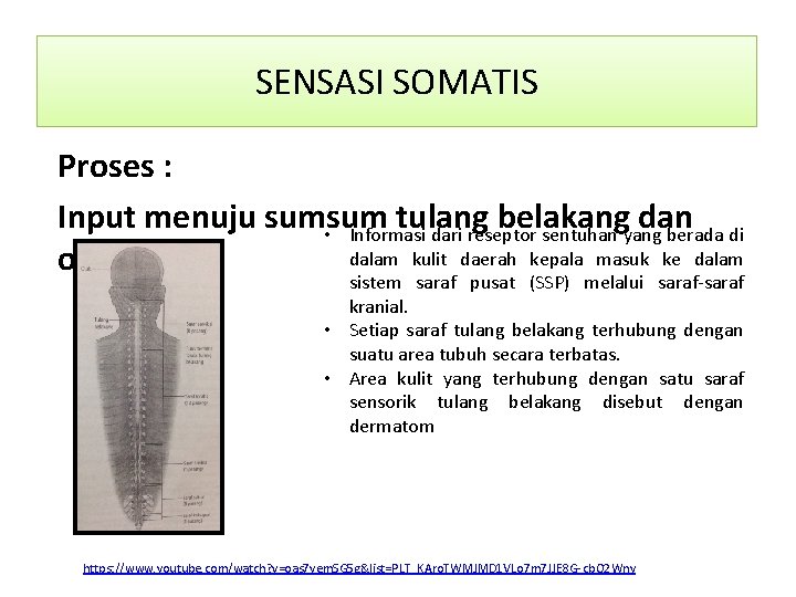 SENSASI SOMATIS Proses : Input menuju sumsum tulang belakang dan • Informasi dari reseptor