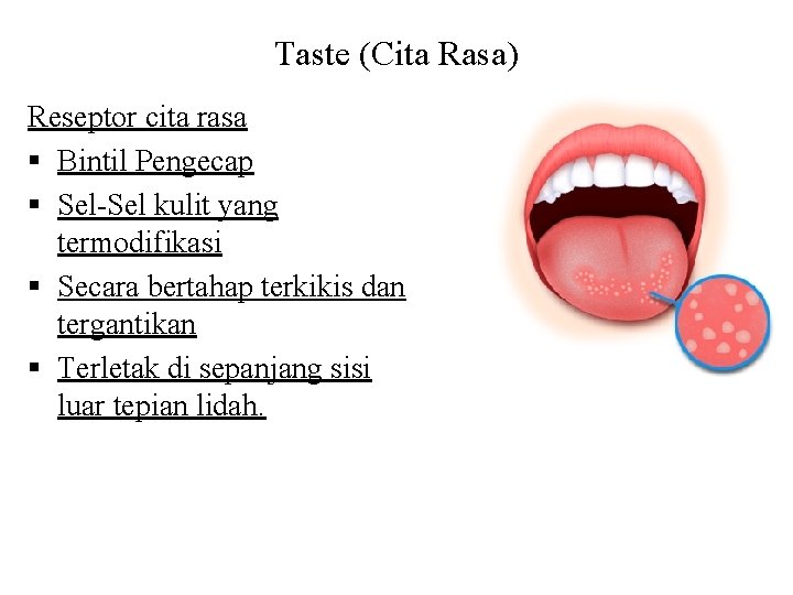 Taste (Cita Rasa) Reseptor cita rasa § Bintil Pengecap § Sel-Sel kulit yang termodifikasi