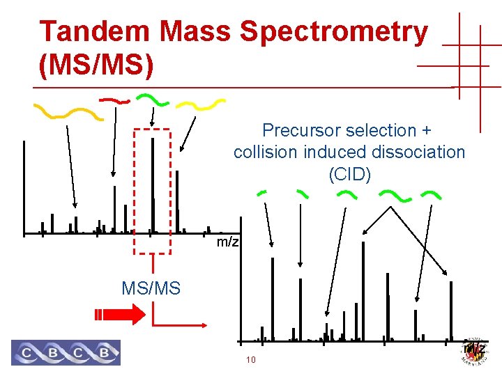 Tandem Mass Spectrometry (MS/MS) Precursor selection + collision induced dissociation (CID) m/z MS/MS 10
