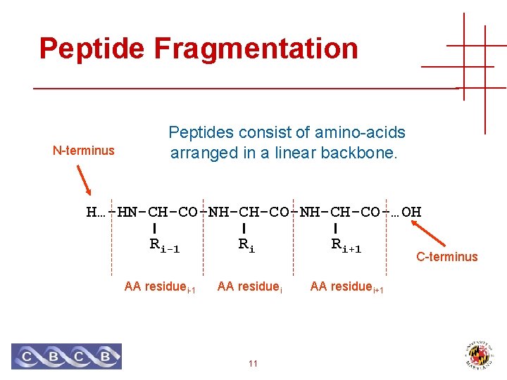 Peptide Fragmentation N-terminus Peptides consist of amino-acids arranged in a linear backbone. H…-HN-CH-CO-NH-CH-CO-…OH Ri-1