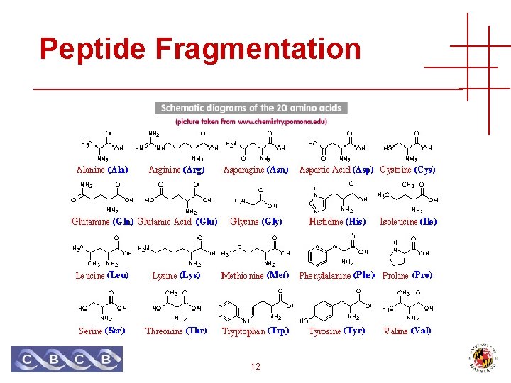 Peptide Fragmentation 12 