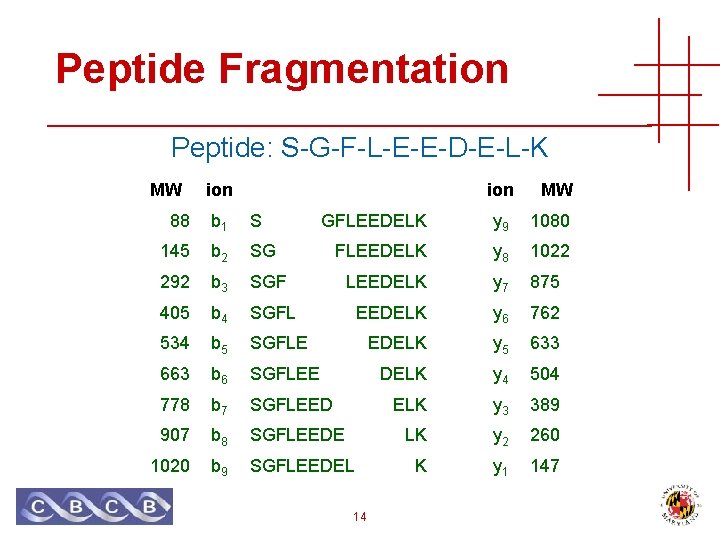 Peptide Fragmentation Peptide: S-G-F-L-E-E-D-E-L-K MW ion 88 b 1 S 145 b 2 SG