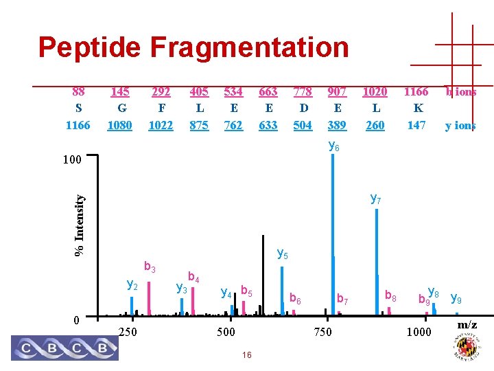 Peptide Fragmentation 88 S 1166 145 G 1080 292 F 1022 405 L 875