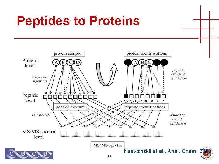 Peptides to Proteins Nesvizhskii et al. , Anal. Chem. 2003 57 