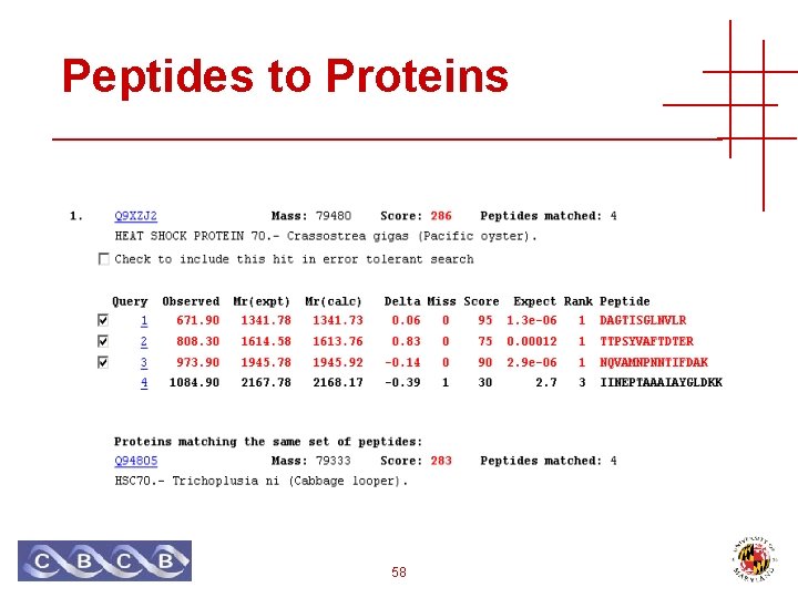 Peptides to Proteins 58 