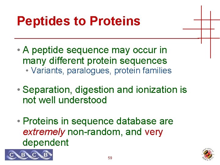 Peptides to Proteins • A peptide sequence may occur in many different protein sequences