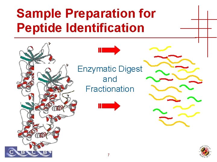 Sample Preparation for Peptide Identification Enzymatic Digest and Fractionation 7 