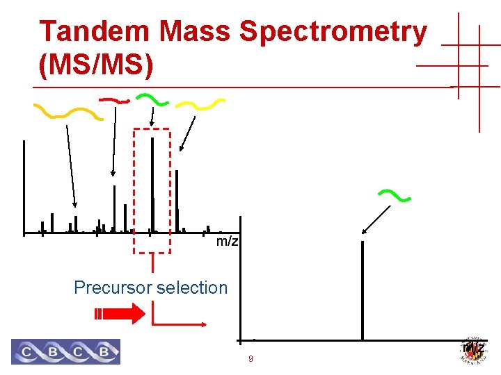 Tandem Mass Spectrometry (MS/MS) m/z Precursor selection 9 m/z 