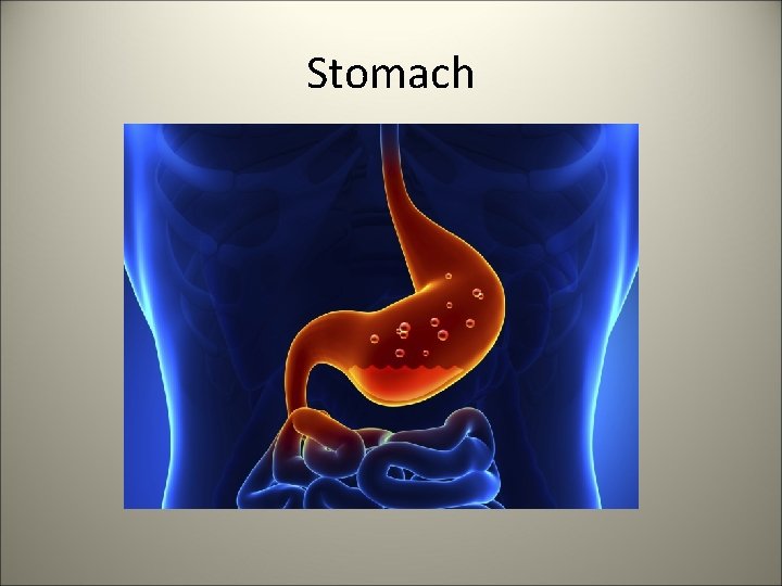 Stomach 