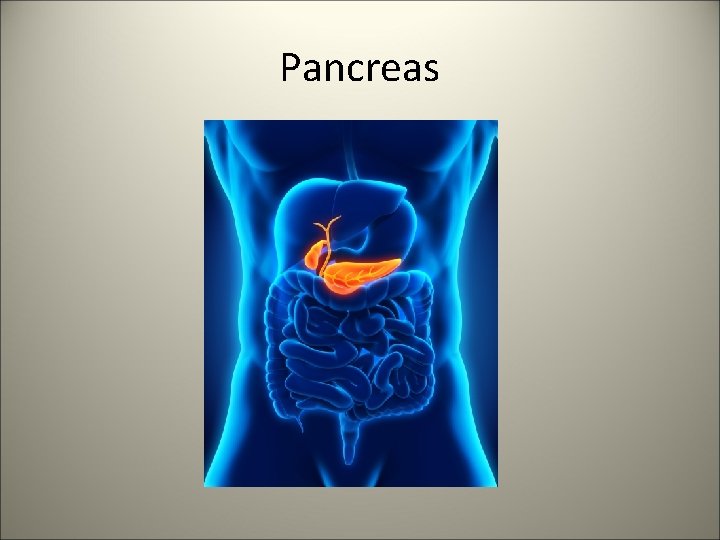 Pancreas 