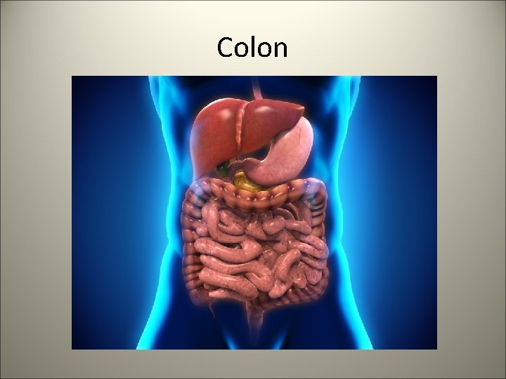 Colon 