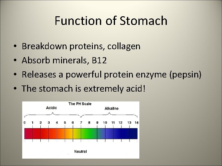 Function of Stomach • • Breakdown proteins, collagen Absorb minerals, B 12 Releases a