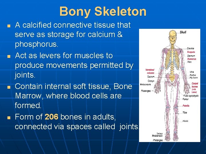 Bony Skeleton n n A calcified connective tissue that serve as storage for calcium