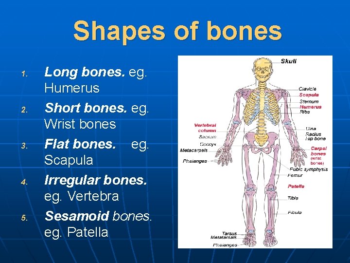 Shapes of bones 1. 2. 3. 4. 5. Long bones. eg. Humerus Short bones.