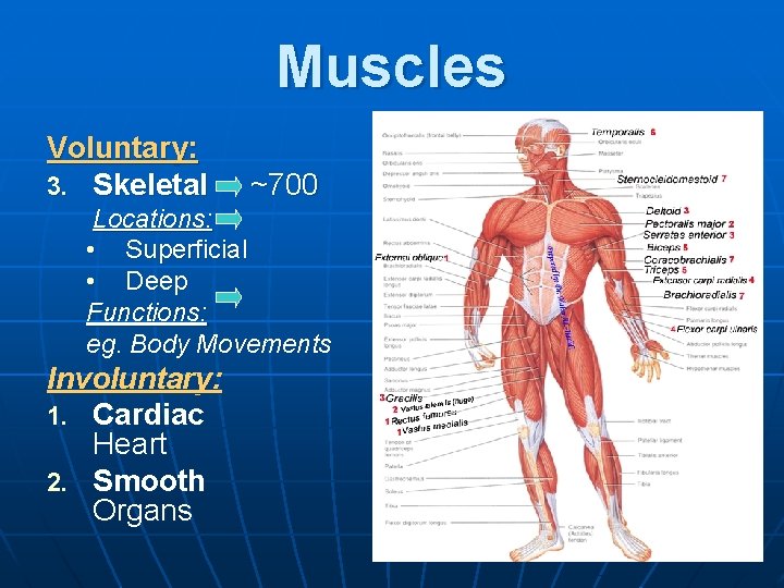 Muscles Voluntary: 3. Skeletal ~700 Locations: • Superficial • Deep Functions: eg. Body Movements