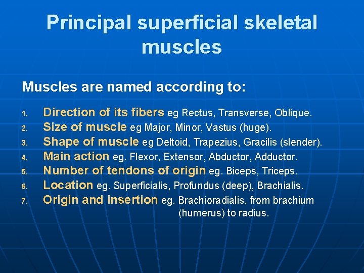 Principal superficial skeletal muscles Muscles are named according to: 1. 2. 3. 4. 5.