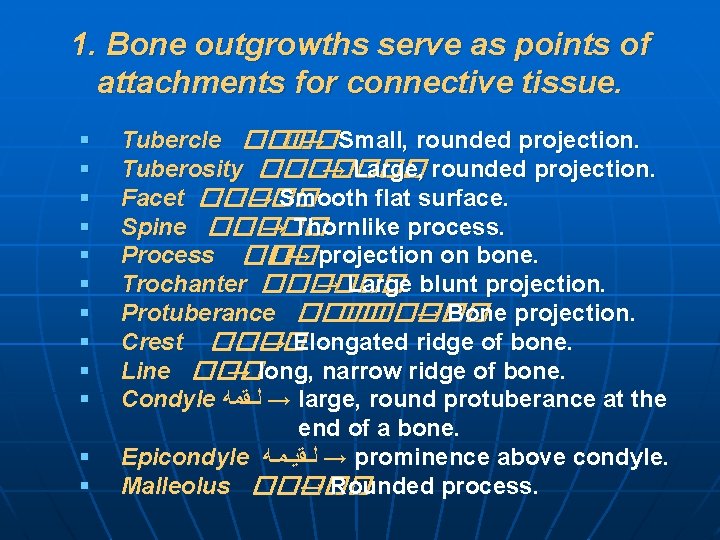 1. Bone outgrowths serve as points of attachments for connective tissue. § § §