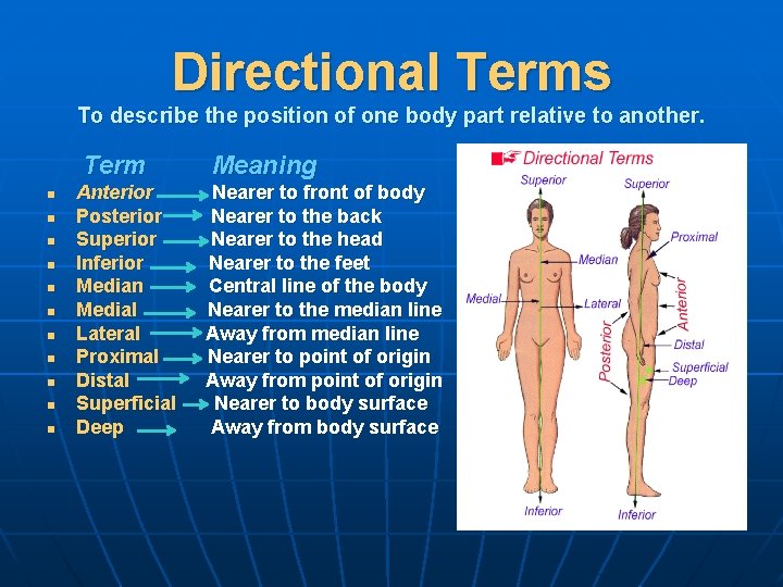 Directional Terms To describe the position of one body part relative to another. Term