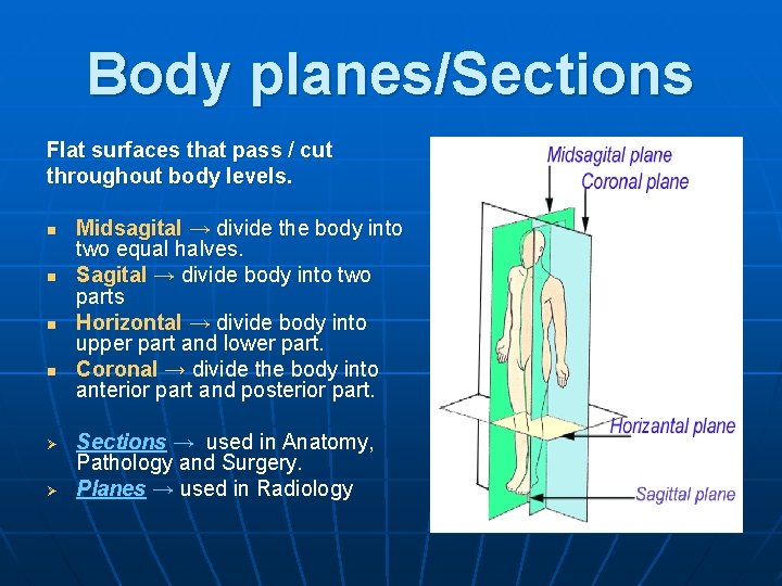 Body planes/Sections Flat surfaces that pass / cut throughout body levels. n n Ø