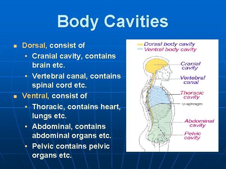 Body Cavities n n Dorsal, consist of • Cranial cavity, contains brain etc. •
