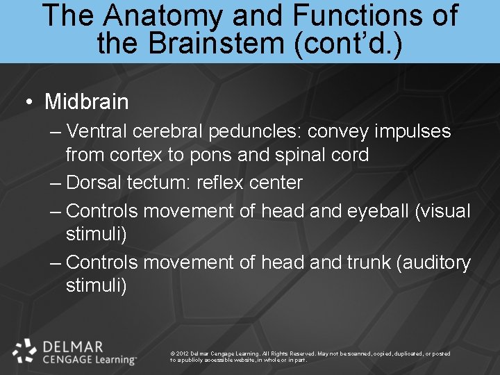 The Anatomy and Functions of the Brainstem (cont’d. ) • Midbrain – Ventral cerebral