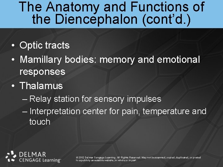 The Anatomy and Functions of the Diencephalon (cont’d. ) • Optic tracts • Mamillary