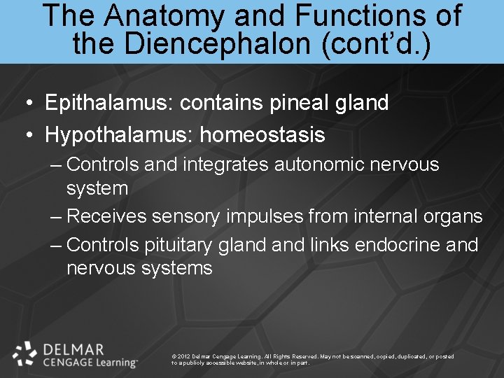 The Anatomy and Functions of the Diencephalon (cont’d. ) • Epithalamus: contains pineal gland