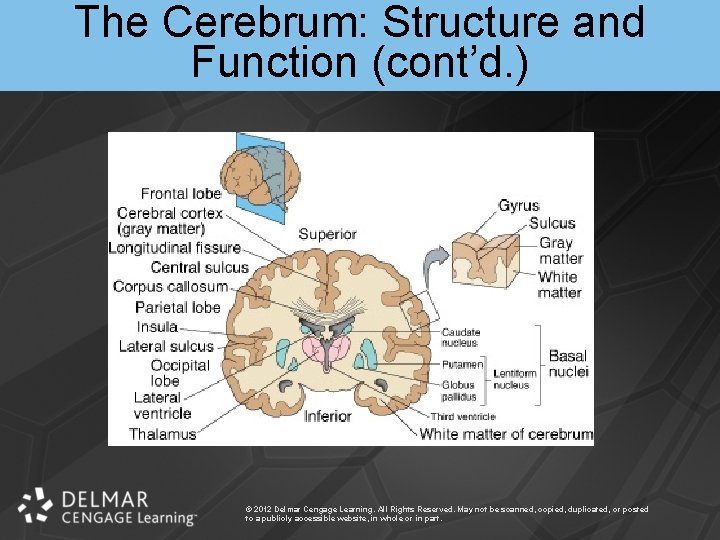 The Cerebrum: Structure and Function (cont’d. ) © 2012 Delmar Cengage Learning. All Rights