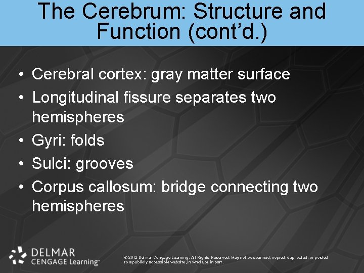 The Cerebrum: Structure and Function (cont’d. ) • Cerebral cortex: gray matter surface •