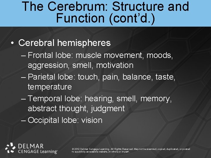 The Cerebrum: Structure and Function (cont’d. ) • Cerebral hemispheres – Frontal lobe: muscle