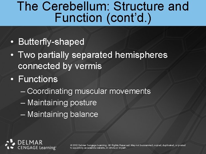 The Cerebellum: Structure and Function (cont’d. ) • Butterfly-shaped • Two partially separated hemispheres