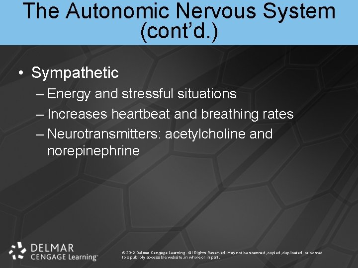 The Autonomic Nervous System (cont’d. ) • Sympathetic – Energy and stressful situations –