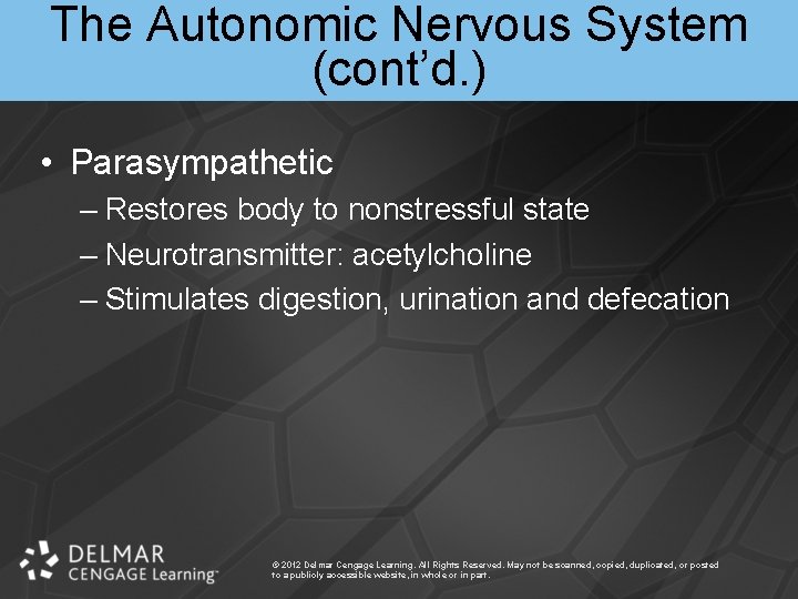 The Autonomic Nervous System (cont’d. ) • Parasympathetic – Restores body to nonstressful state
