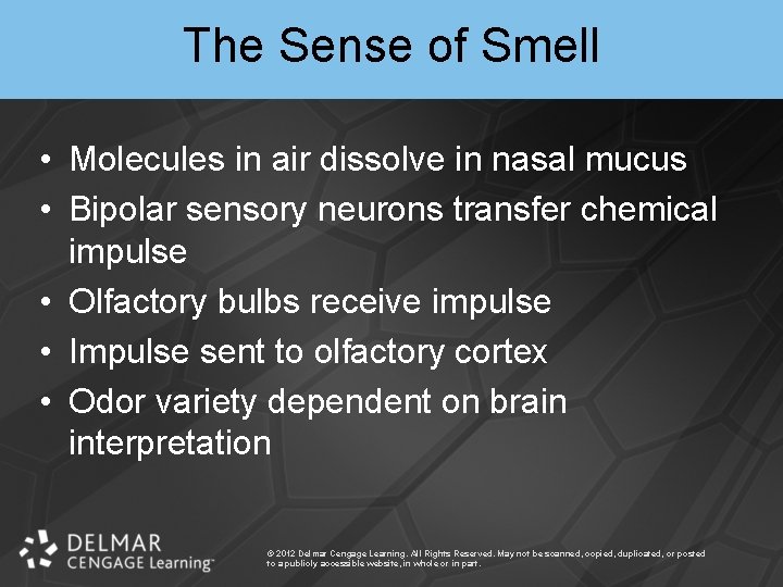 The Sense of Smell • Molecules in air dissolve in nasal mucus • Bipolar