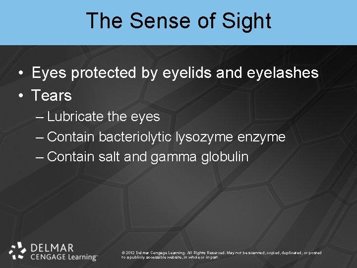 The Sense of Sight • Eyes protected by eyelids and eyelashes • Tears –