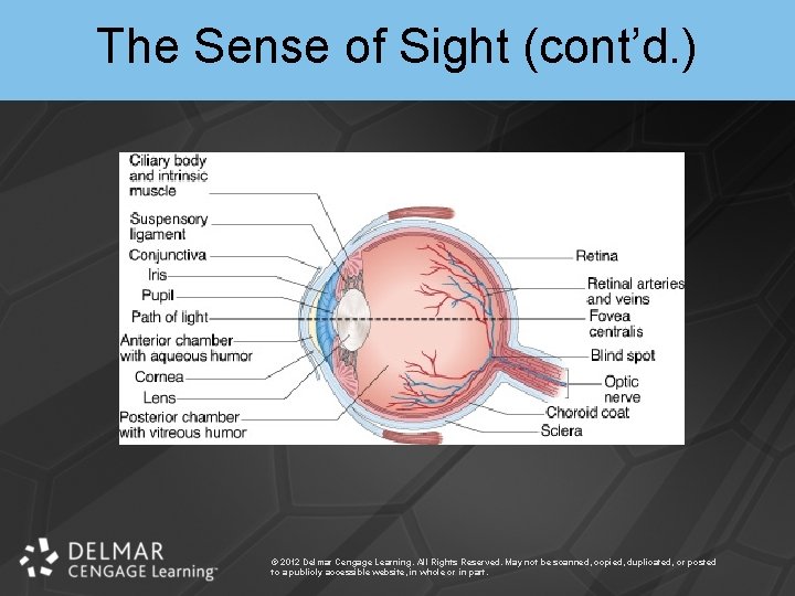 The Sense of Sight (cont’d. ) © 2012 Delmar Cengage Learning. All Rights Reserved.