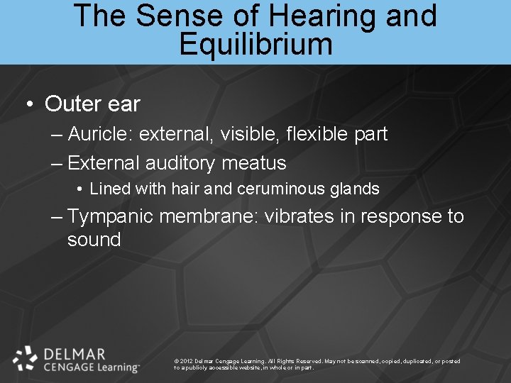 The Sense of Hearing and Equilibrium • Outer ear – Auricle: external, visible, flexible