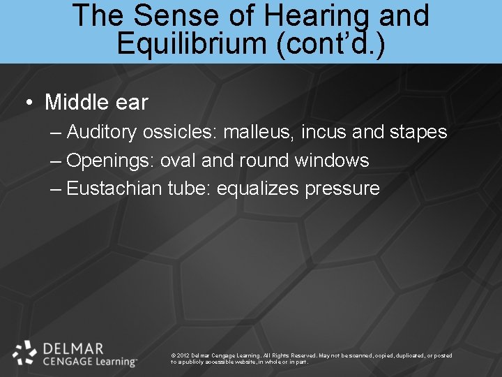 The Sense of Hearing and Equilibrium (cont’d. ) • Middle ear – Auditory ossicles: